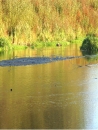 Экологическая реабилитация реки Пехорка