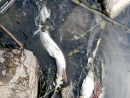 Гибель рыбы в реке Пехорка